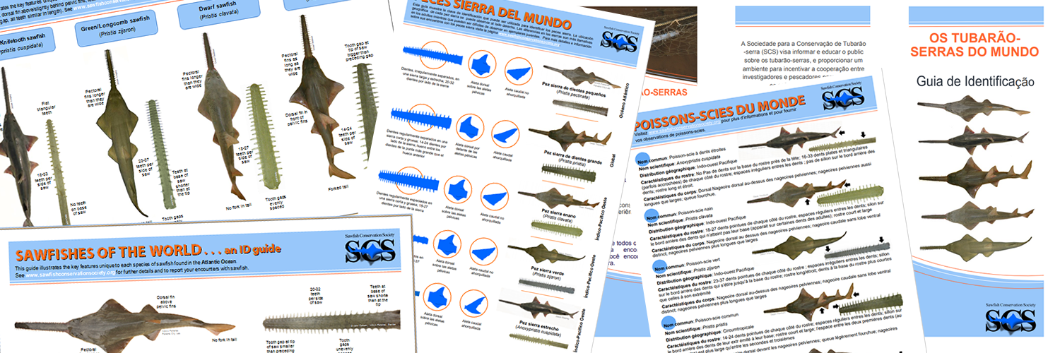 Sawfish Identification — Sawfish Conservation Society