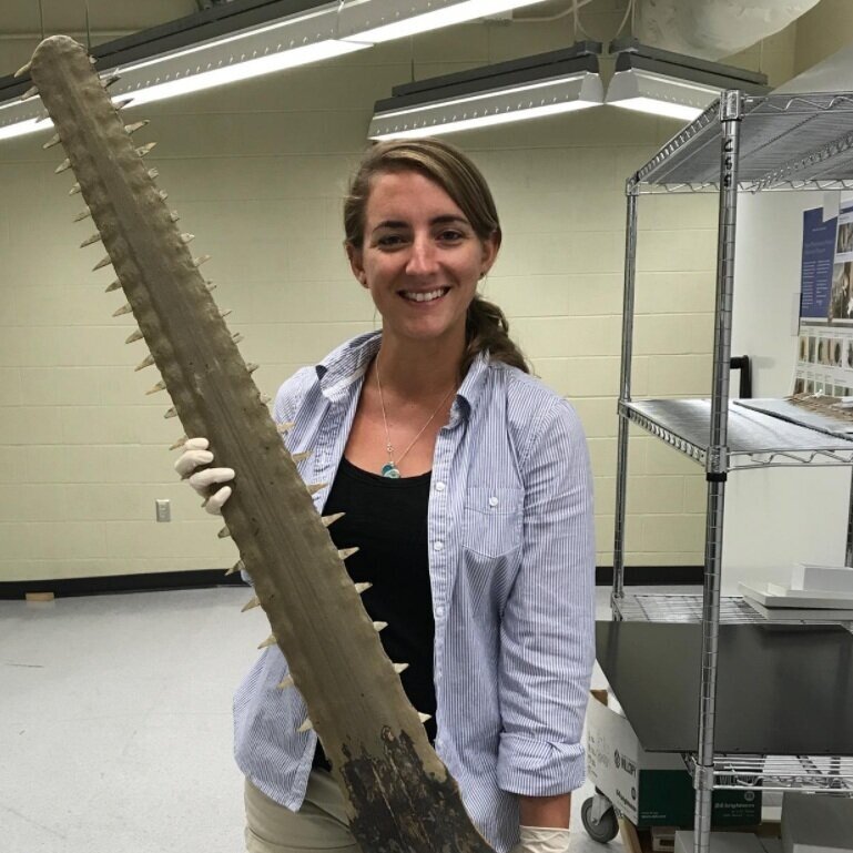 Who we are — Sawfish Conservation Society