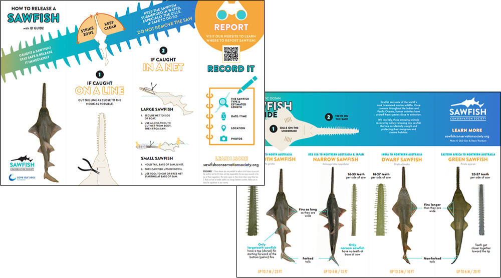 International Sawfish Day — Sawfish Conservation Society