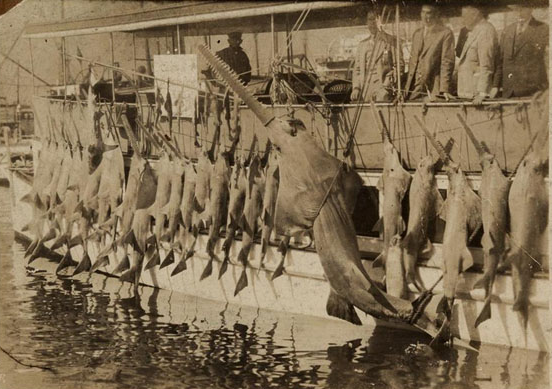 Sawfish CSI: using DNA to unravel the past and protect the future