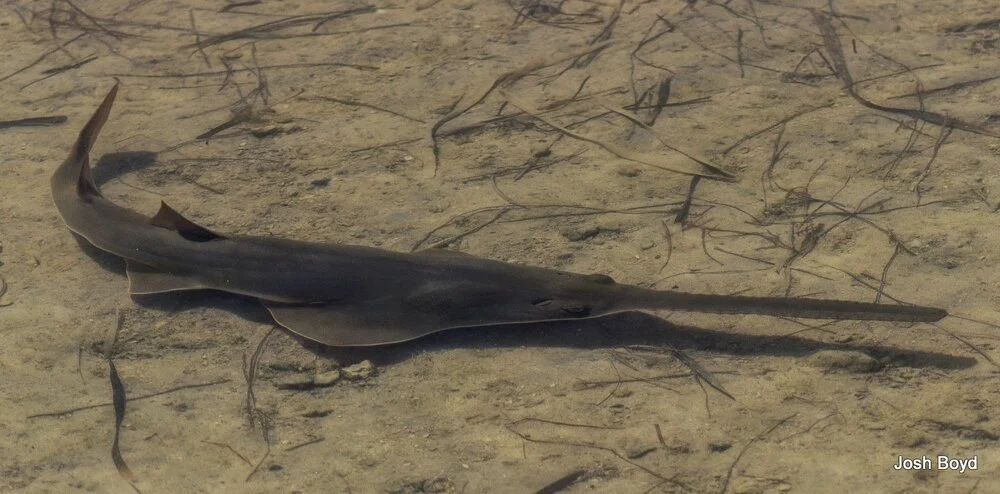 NOAA Fisheries Research Team Uses Instagram to Find and Tag an Endangered Smalltooth Sawfish in Florida Everglades