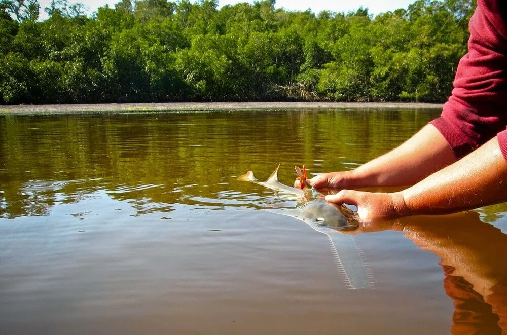 Introducing: The Shark Population Assessment Group