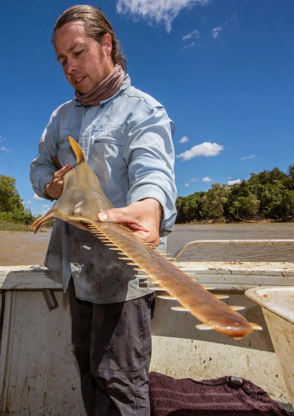 Introducing: Australia's Northern Territory sawfish research group