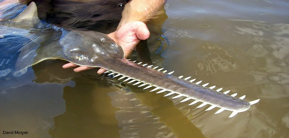 Welcome to the blog of the Sawfish Conservation Society!