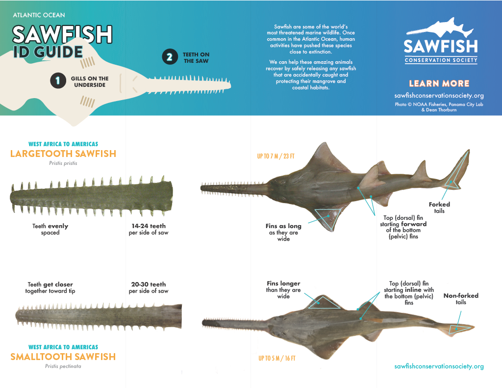 Sawfish Identification — Sawfish Conservation Society