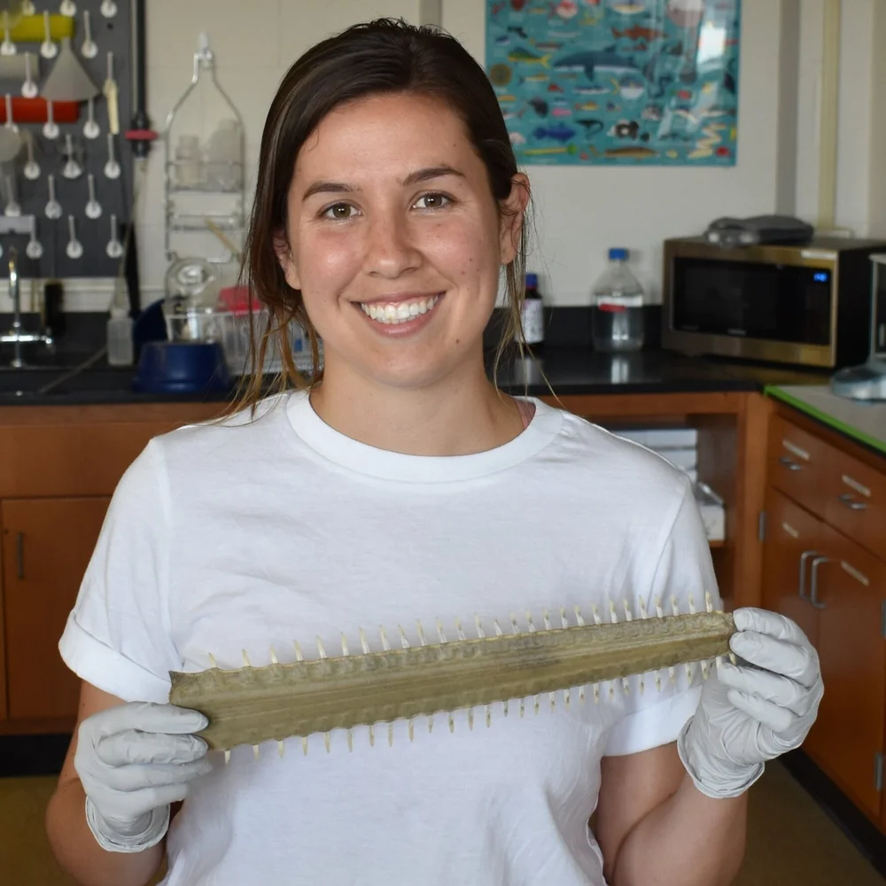 Who we are — Sawfish Conservation Society