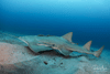 Small Tooth Fish Smalltooth sawfish — Sawfish Conservation Society