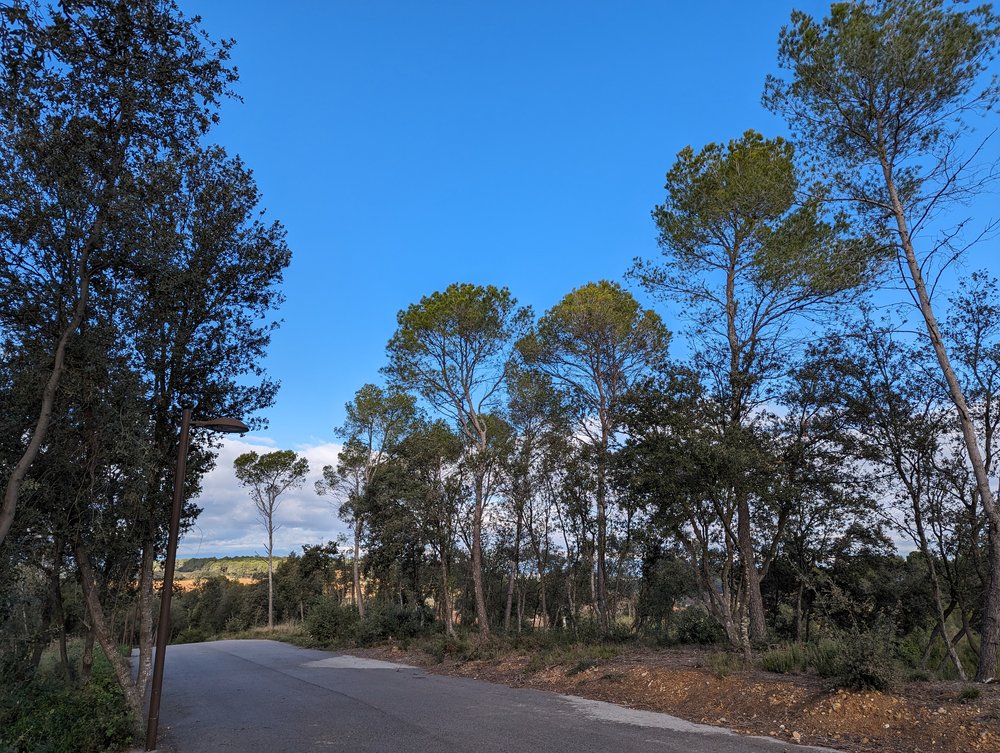 turn left at top of woods along road between 2 and 3.jpg