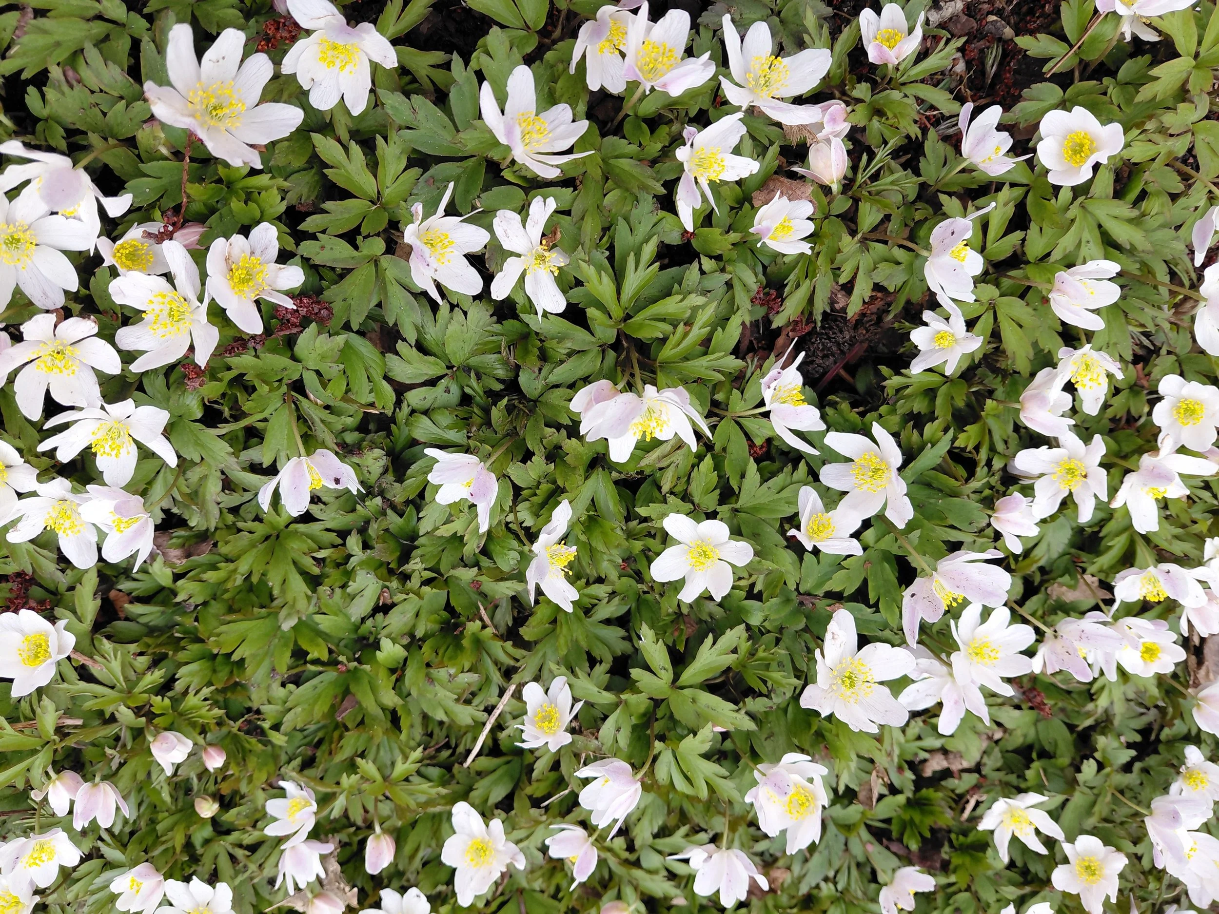 white anemones.jpg