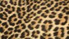 Leopard Print Ltd - Get Spotted in Design and Print