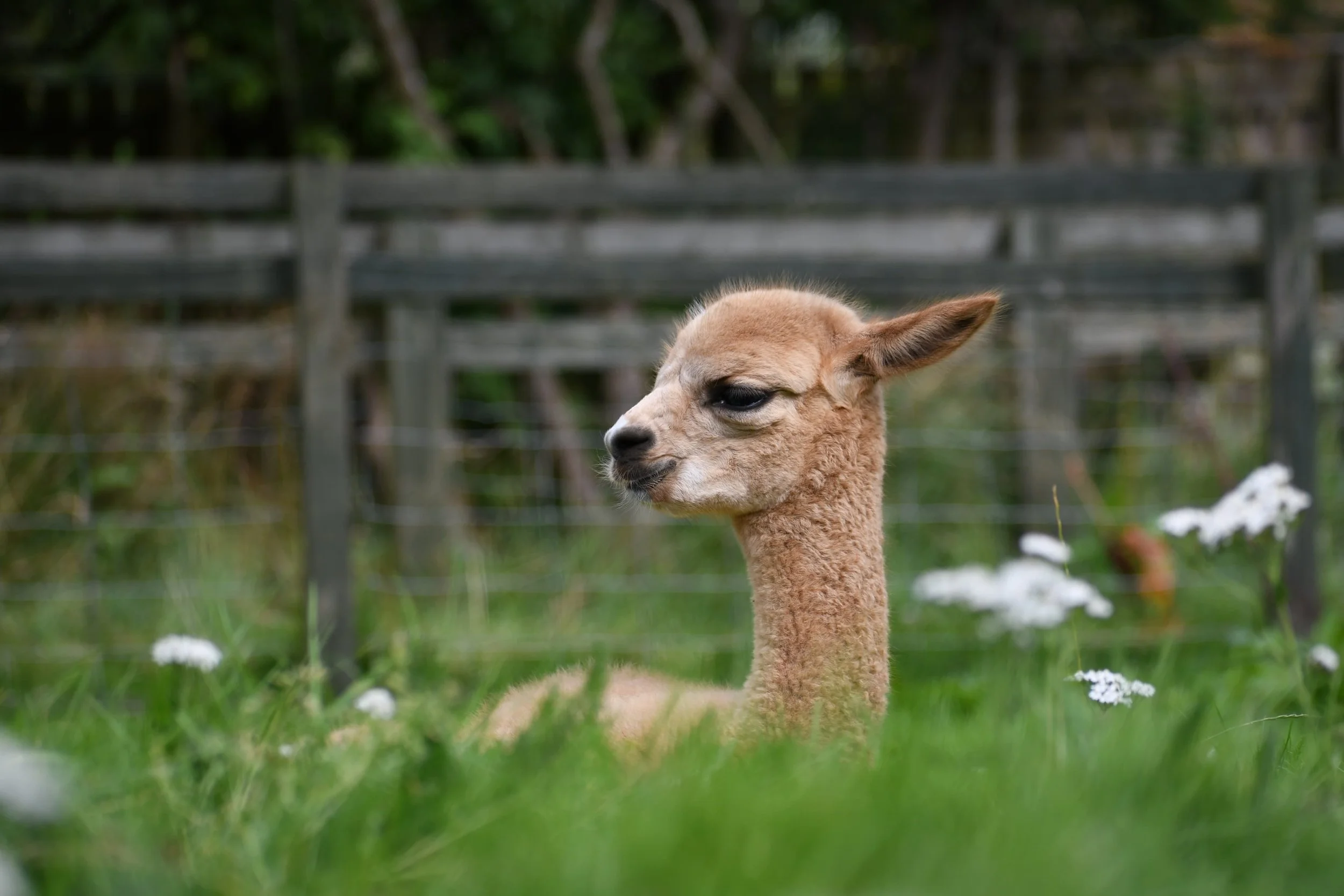 100% pure alpaca- light aran weight