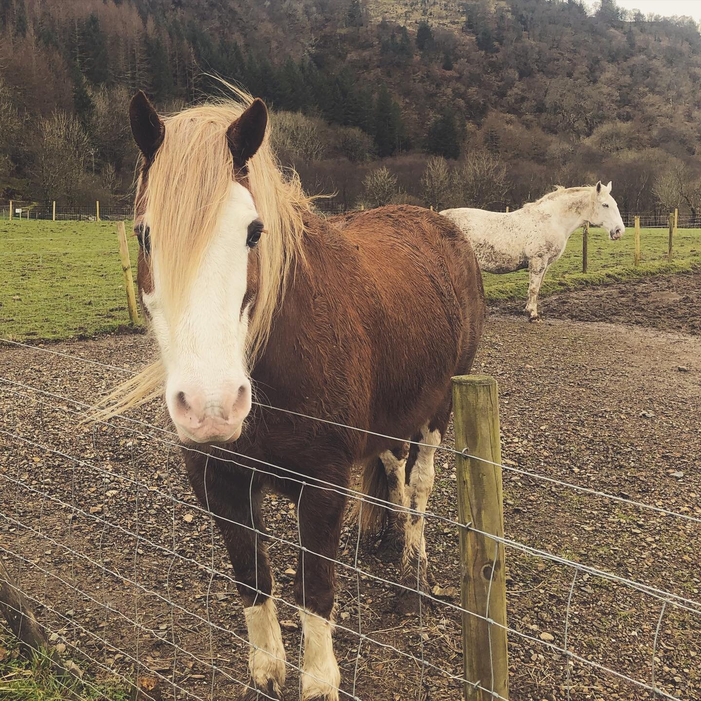 Someone&rsquo;s looking for an apple 🍏 

#beautifulhorse #horsesofinstagram #horses #Kamesfarm #horse #obanscotland #smallholder #horseriding #horselover #muddy #muddybutbeautiful #lifeonkamesfarm #rescuehorse