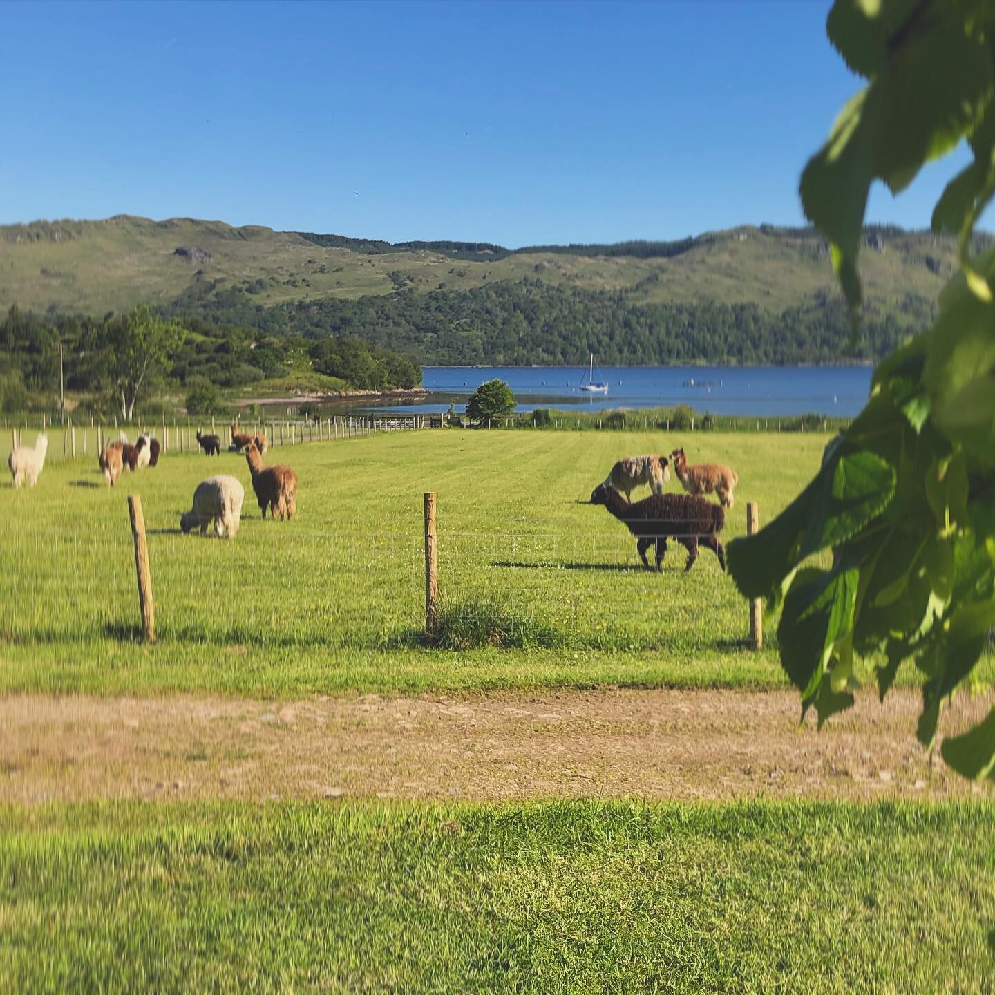 Since the weather wasn&rsquo;t up to much this weekend -  I thought I&rsquo;d post this beautiful summery pic from a week ago, to remind us that sun DOES shine in Scotland sometimes! ☀️

#scottishsummer #sunnyday #alpaca #scottishfarming #alpacafarm 