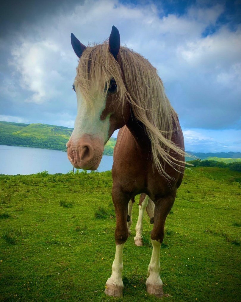 Birthday boy&hellip;.handsome fellow age 16 today&hellip; and his girlfriend shares the day&hellip;.

#horse #horsesofinstagram #birthdayhorse #beautifulhorse #Kamesfarm #obanscotland #smallholder #horseriding #horselover #muddy #muddybutbeautiful #l