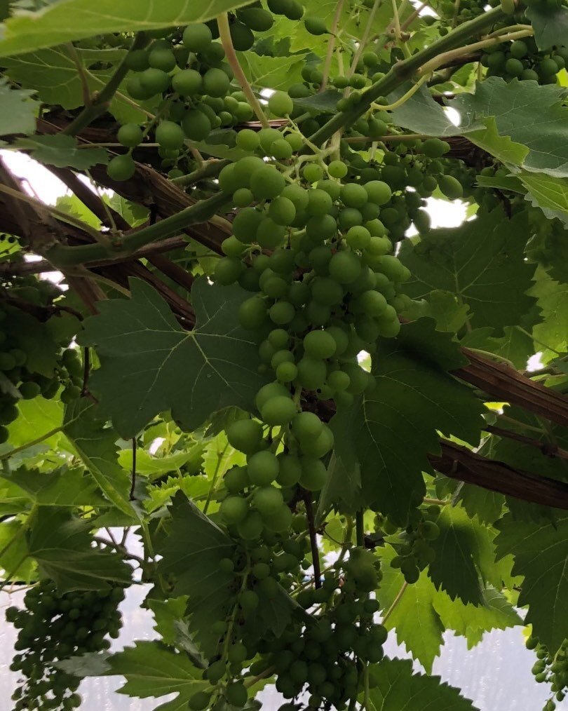 Going to be another great grape harvest&hellip;. #abundance #argyll #grapes #polytunnel #scotland  #smallholding #kamesfarm