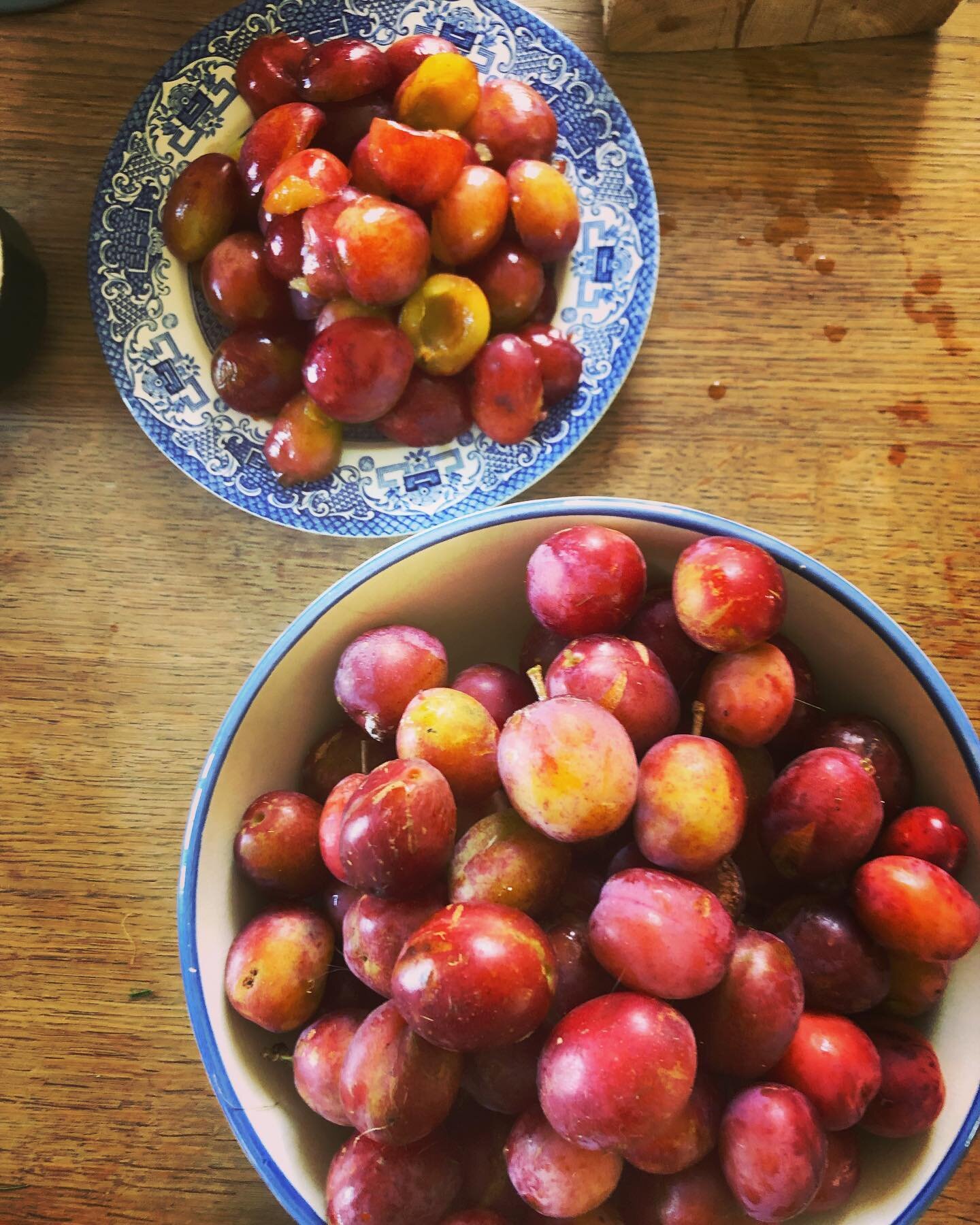When we first moved to the farm four years ago there was an ENORMOUS bay tree dominating the garden and when I gave it a very necessary haircut I discovered a little plum tree below. The first year of exposure it yielded nil, next year, one, last yea