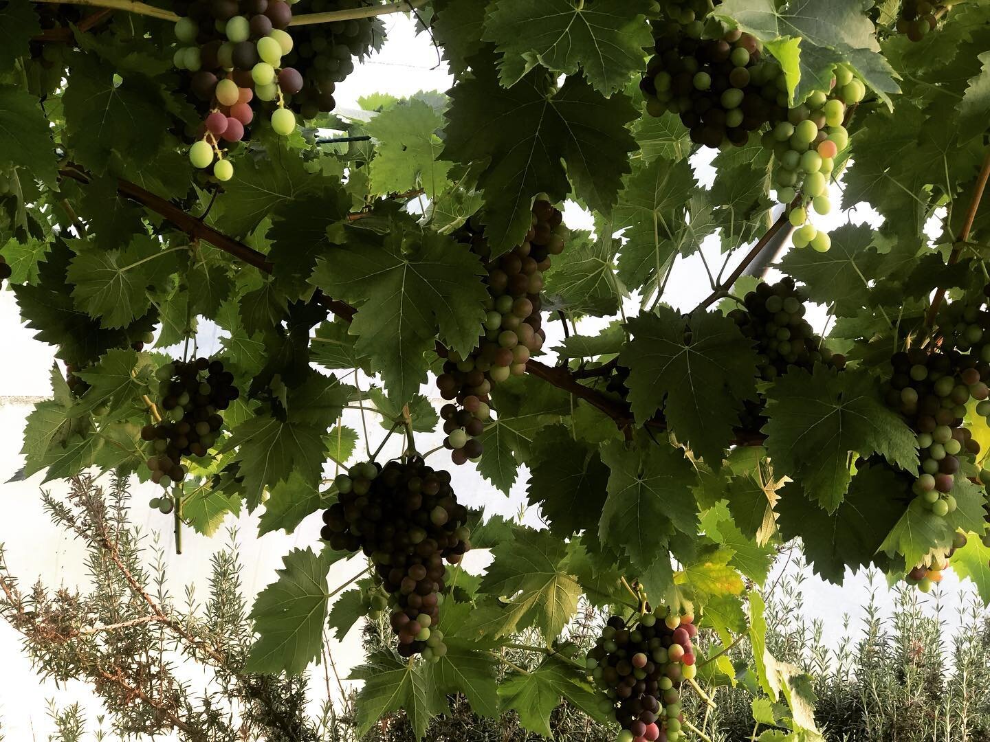 The trouble with the polytunnel is that it is just stuffed with delicious things to eat&hellip;. #lifeonkamesfarm #scottishfruits  #argyll #polytunnellife  #grapes