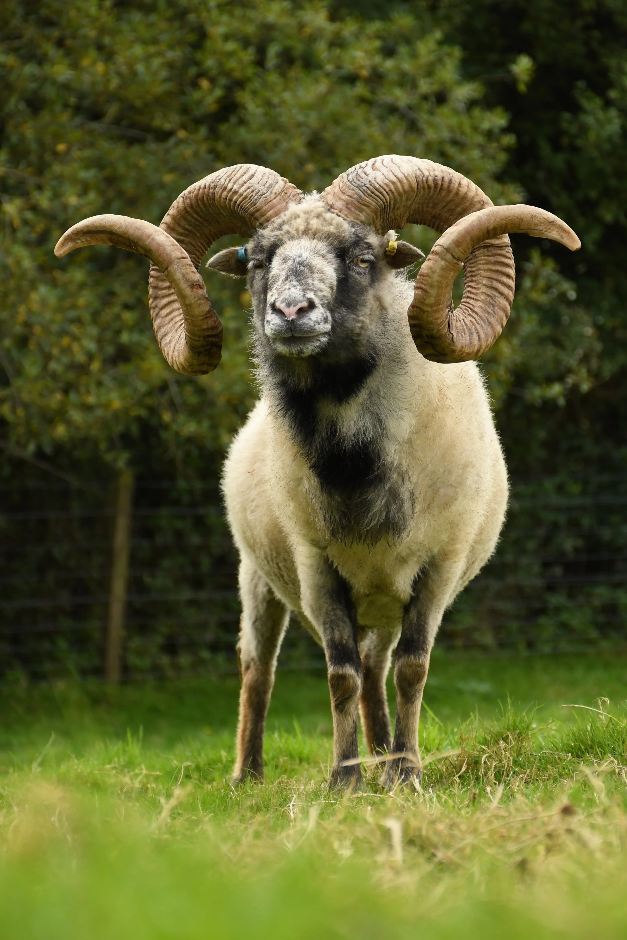 North Ronaldsay x1JPG.JPG