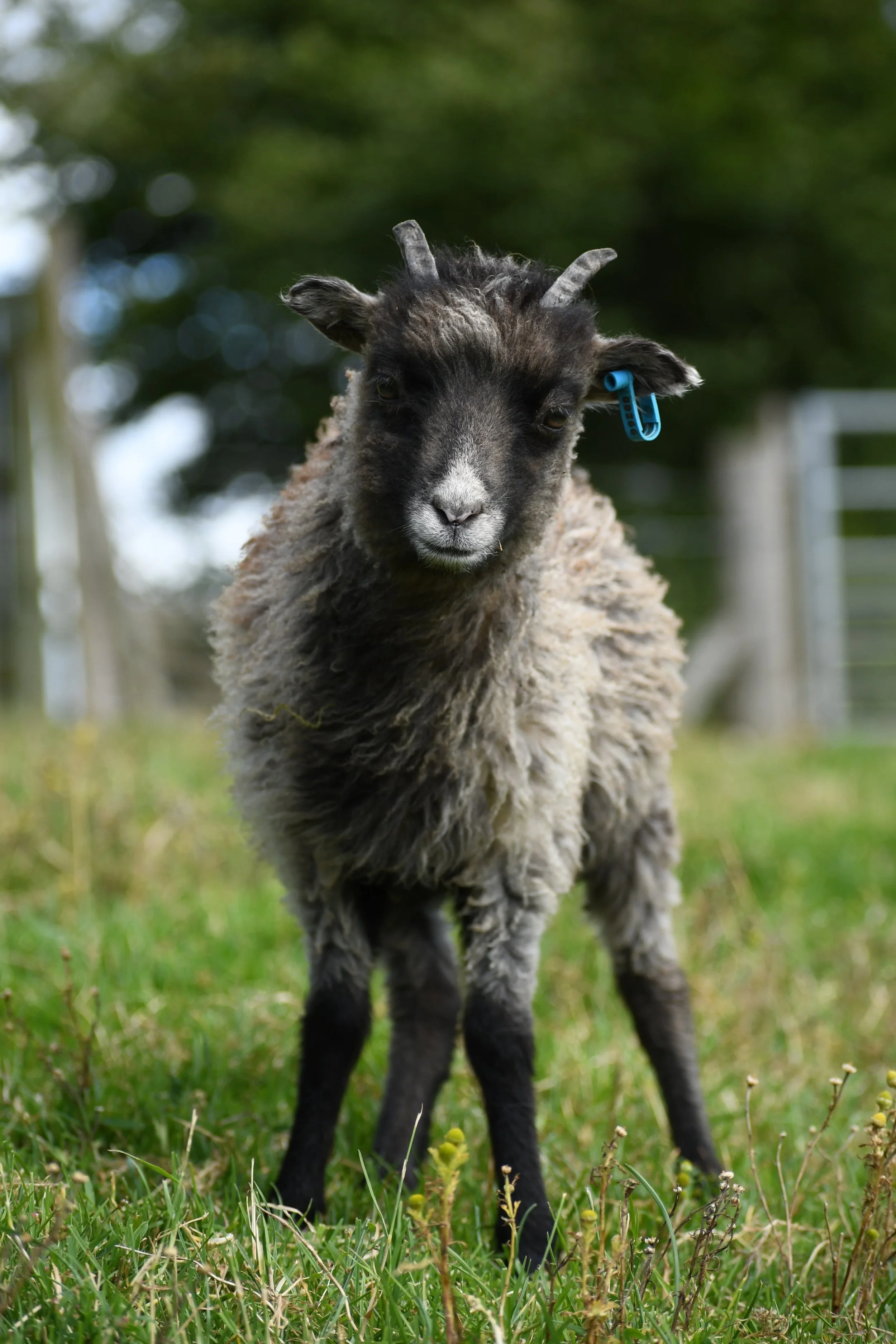 North Ronaldsay 6JPG.JPG