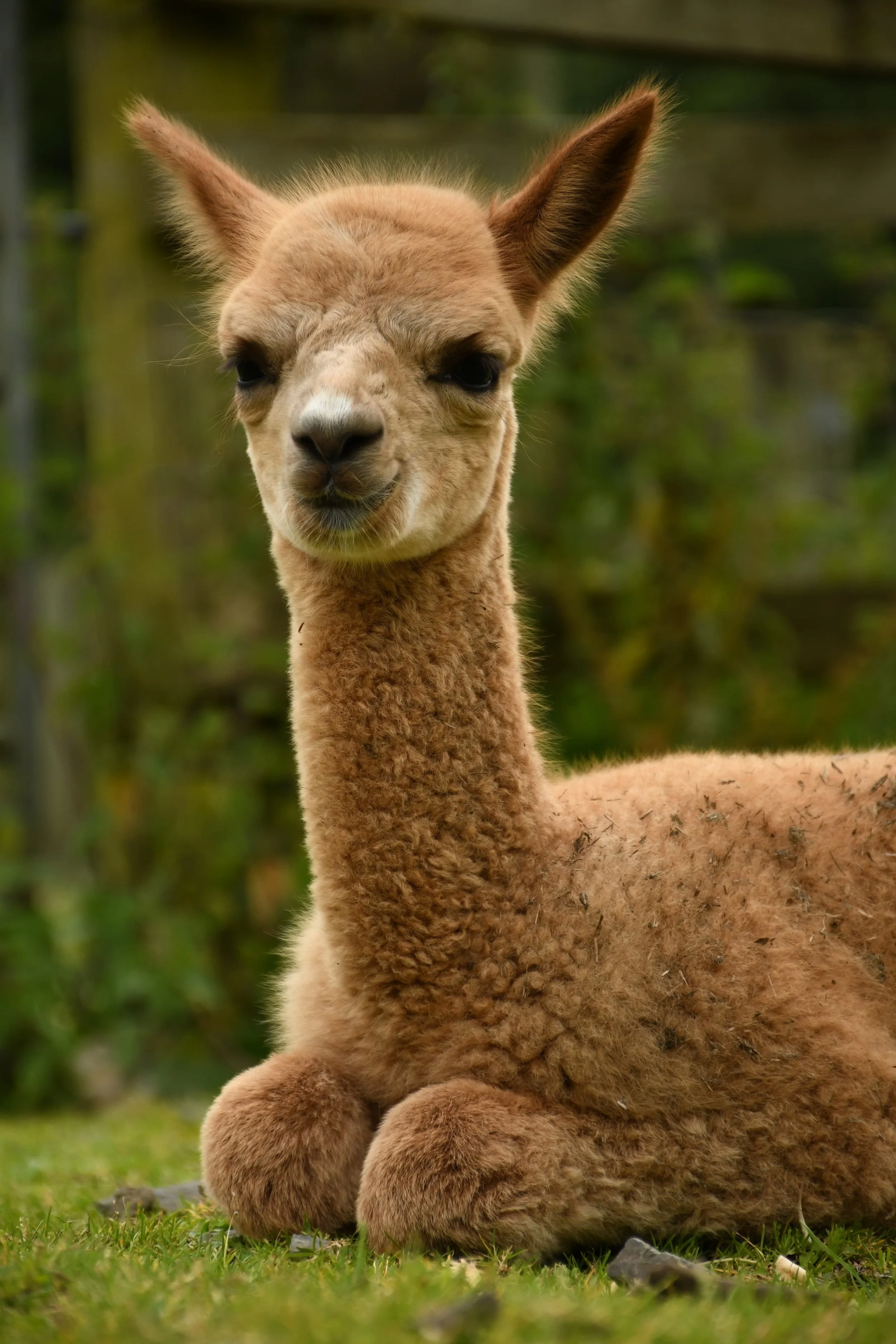 baby alpacaJPG.JPG