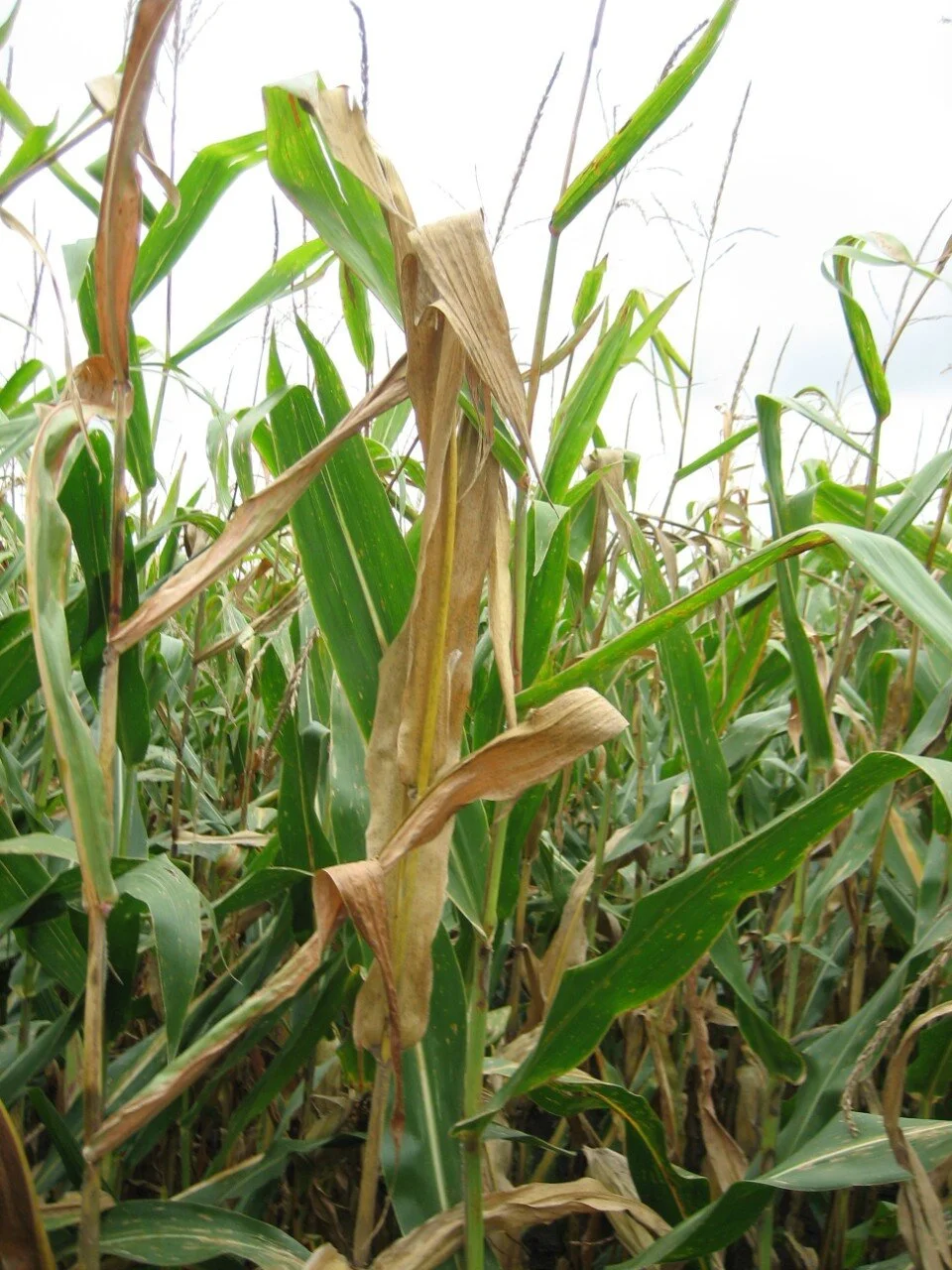 Corn Plant Dying Early from Anthracnose