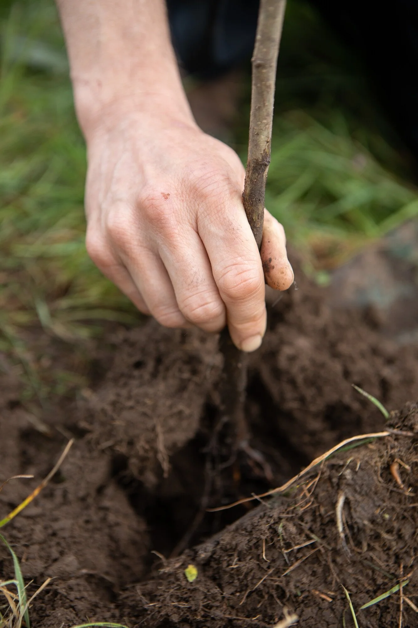 Tree planting NYMNPA.jpg