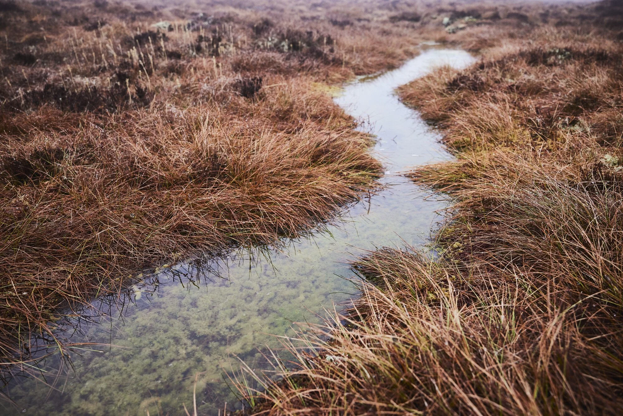 RS37335_PeatlandTeamCNPA_©EdSmith_Web 48_lpr.jpg