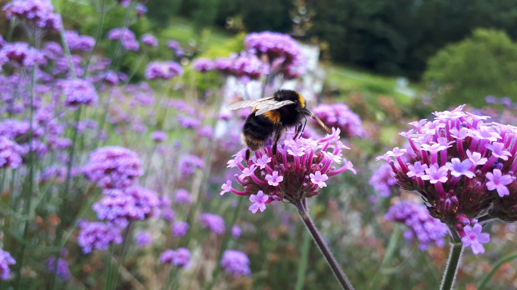 Bumblebee in Lake District.jpg