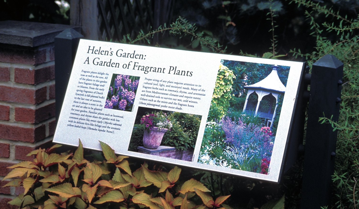 Helens garden.jpg