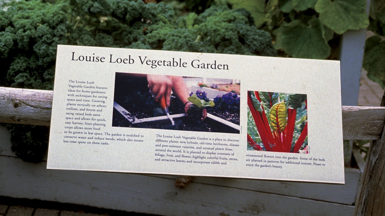 Loeb veg garden.jpg