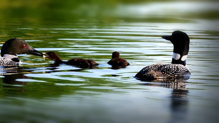 Minnesota Supervised Parenting Time Org