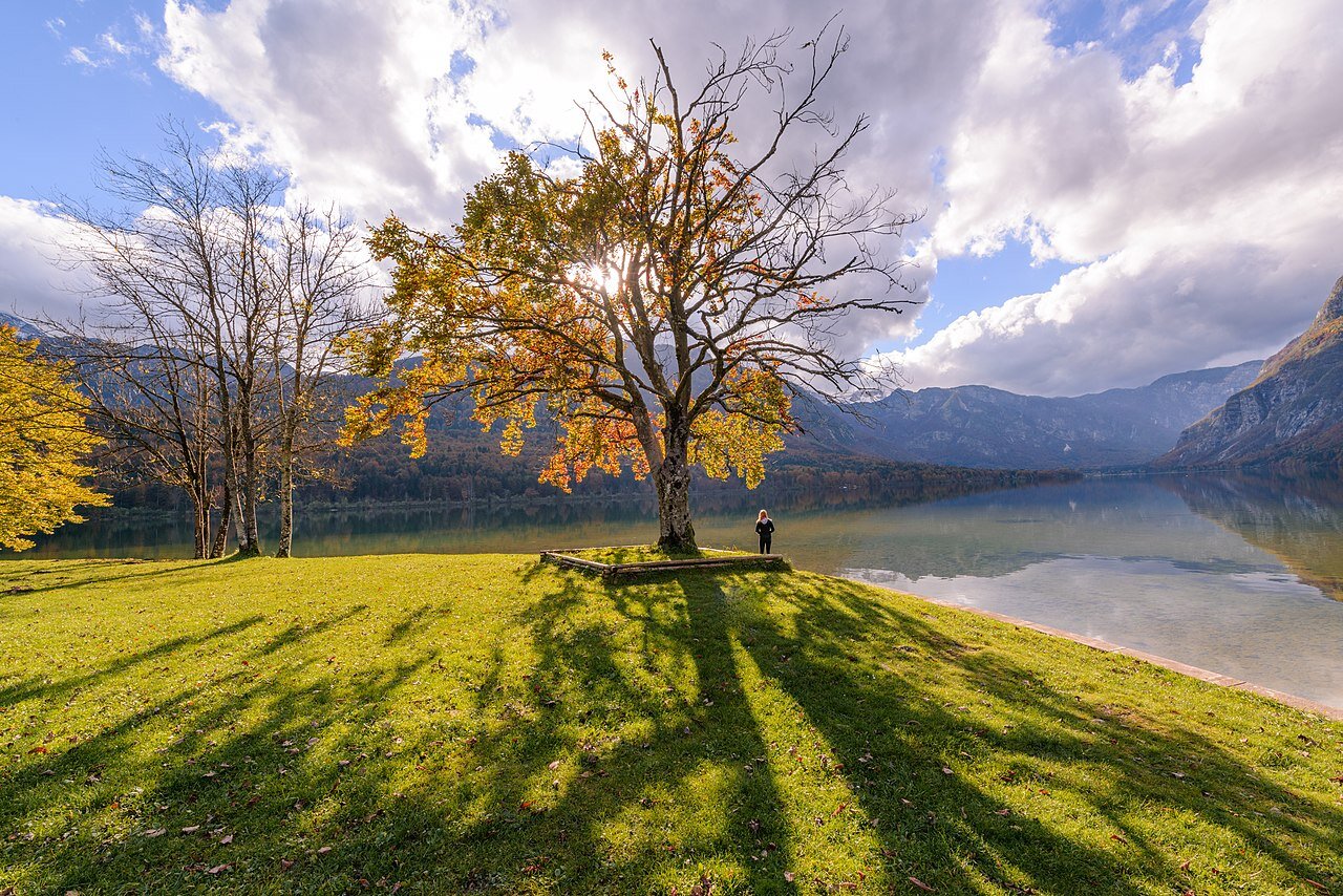 1280px-Trees_in_Bohinj_2015.jpg