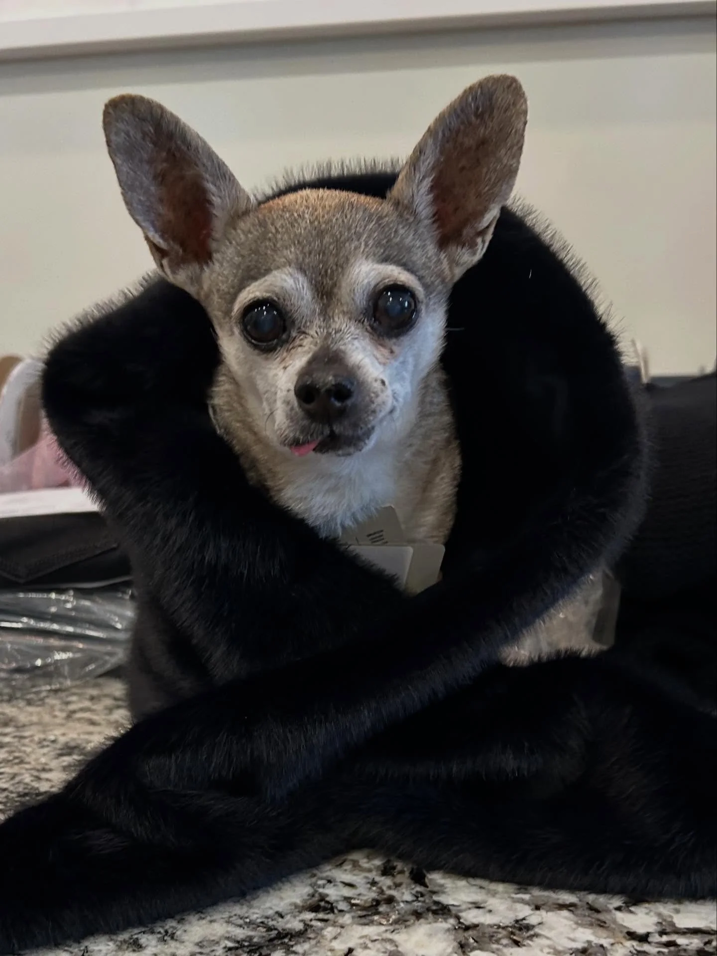 Because one coat of fur just isn&rsquo;t enough. 🥰