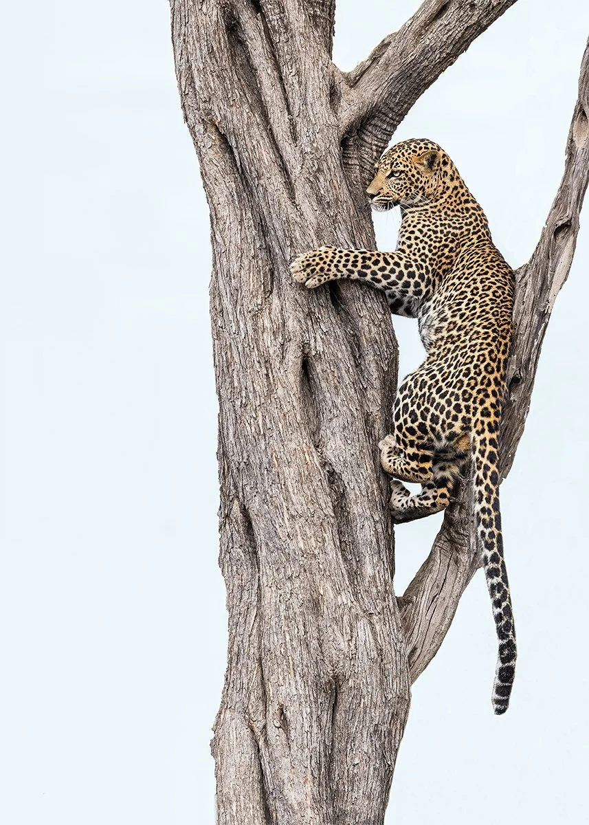KEEPING SAFE by Maggie James.jpg