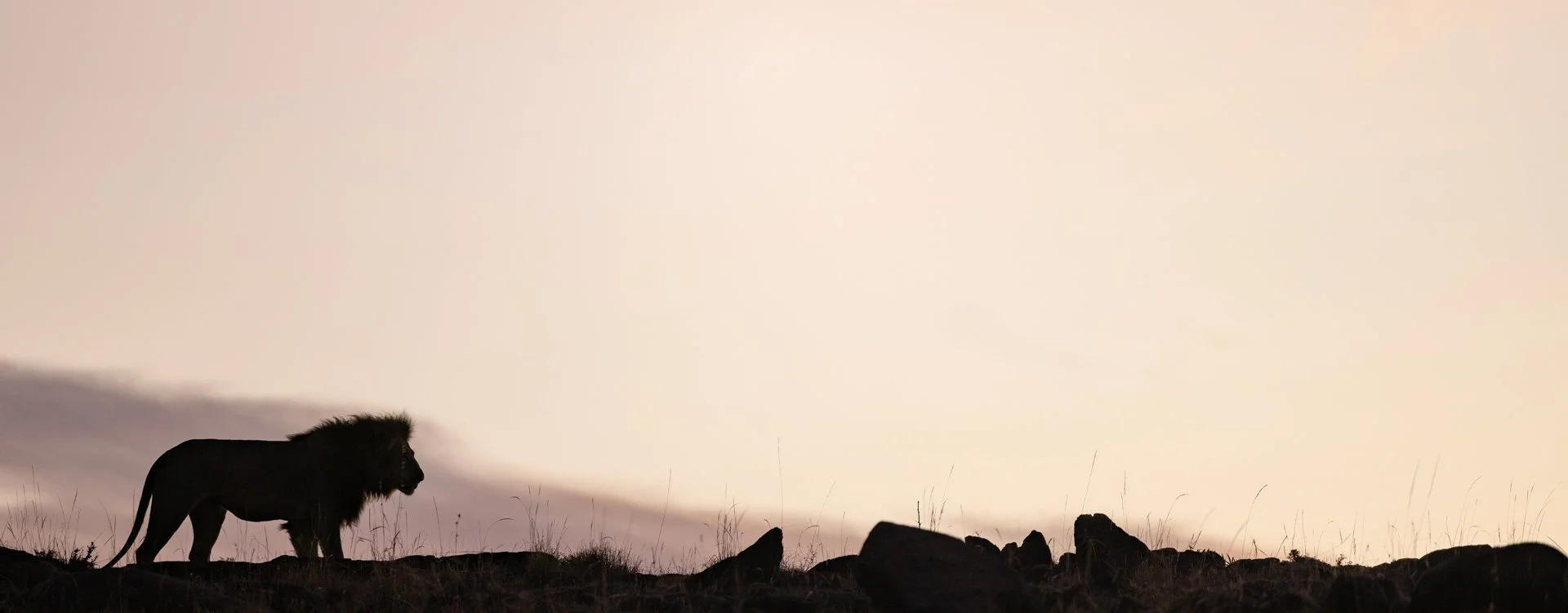 Monarch of the First Light jpg.jpg