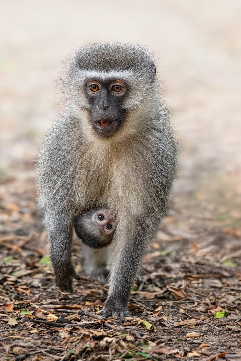 HITCHING A RIDE by Maggie James.JPG