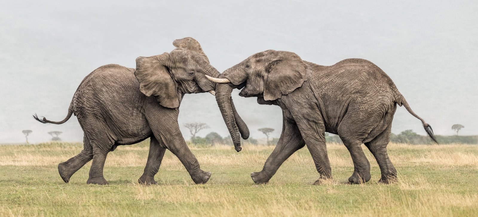 FIGHTING FOR DOMINANCE by Maggie James.jpg