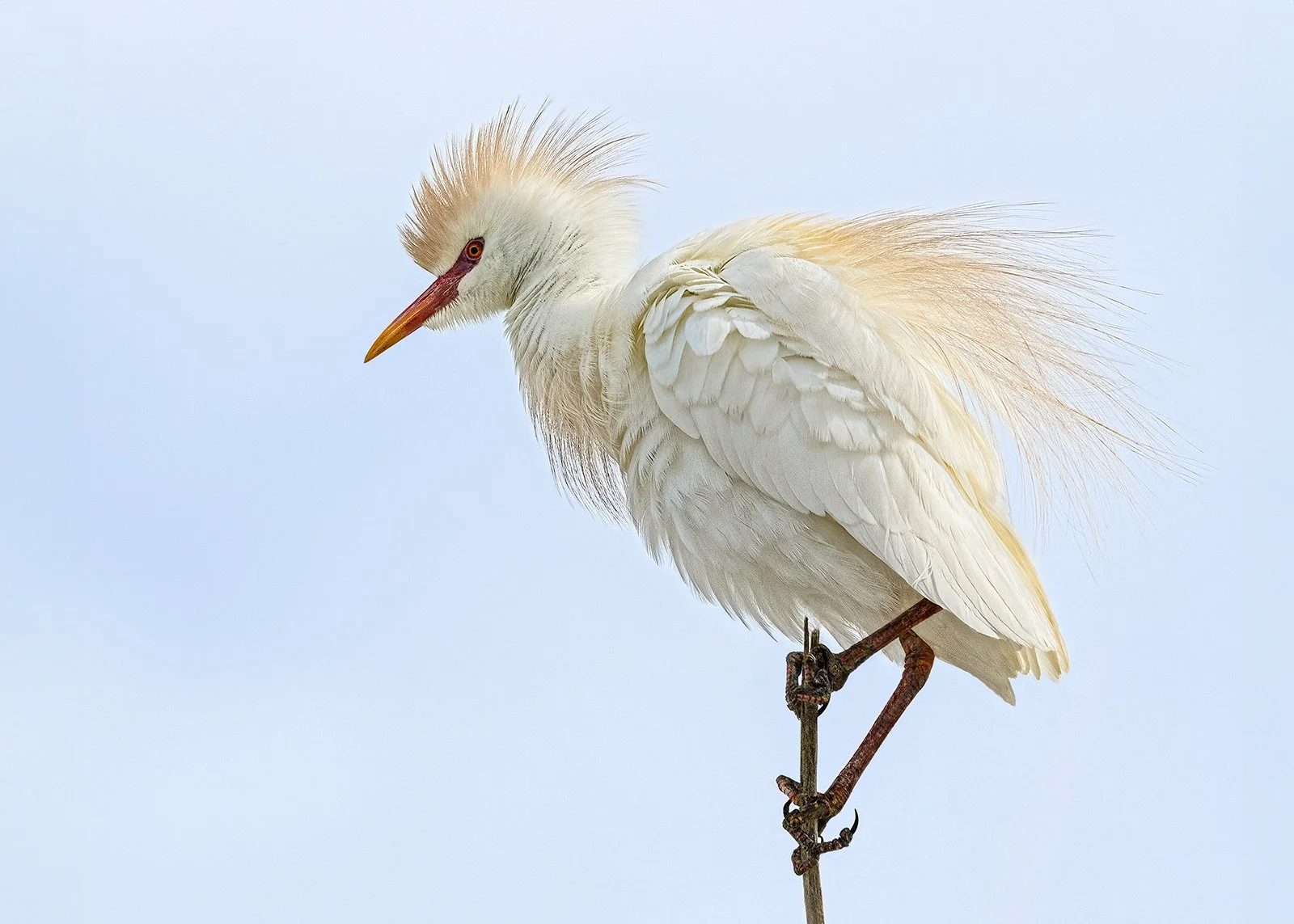 CATTLE EGRET SCANNING FOR PREY by Maggie James.jpg
