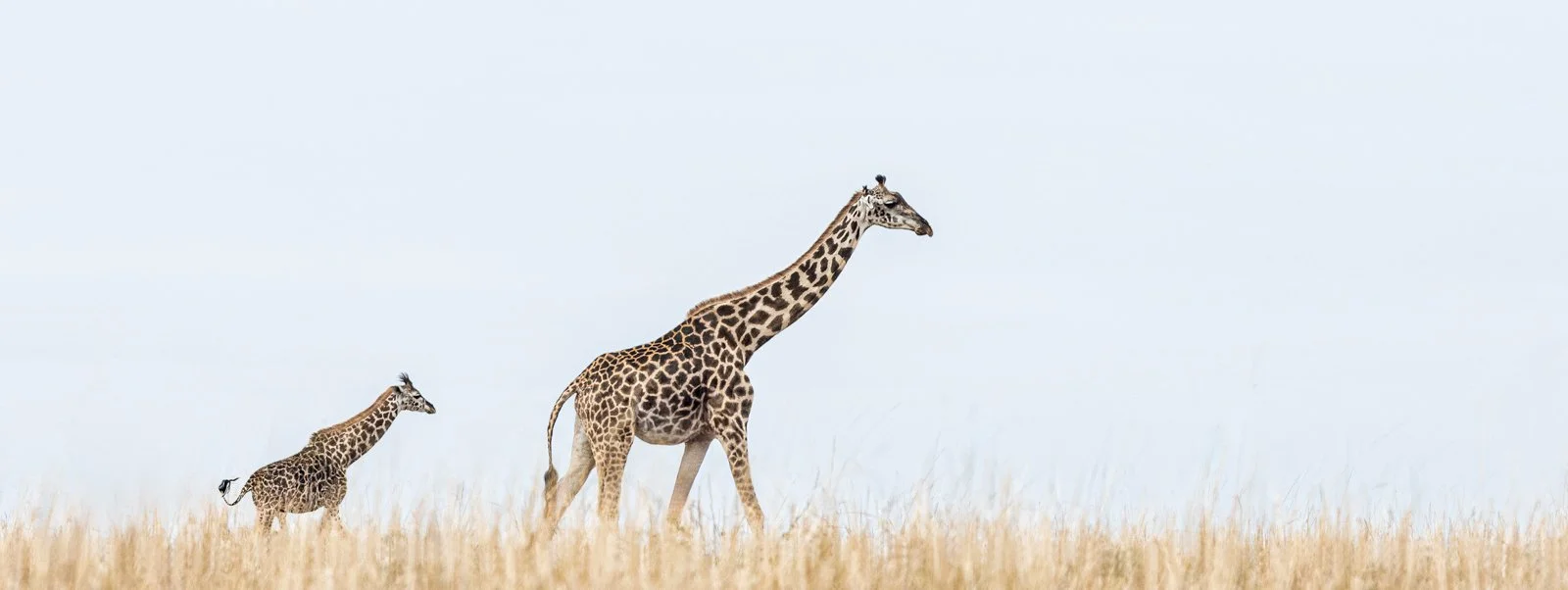 TOGETHERNESS by Maggige James.jpg