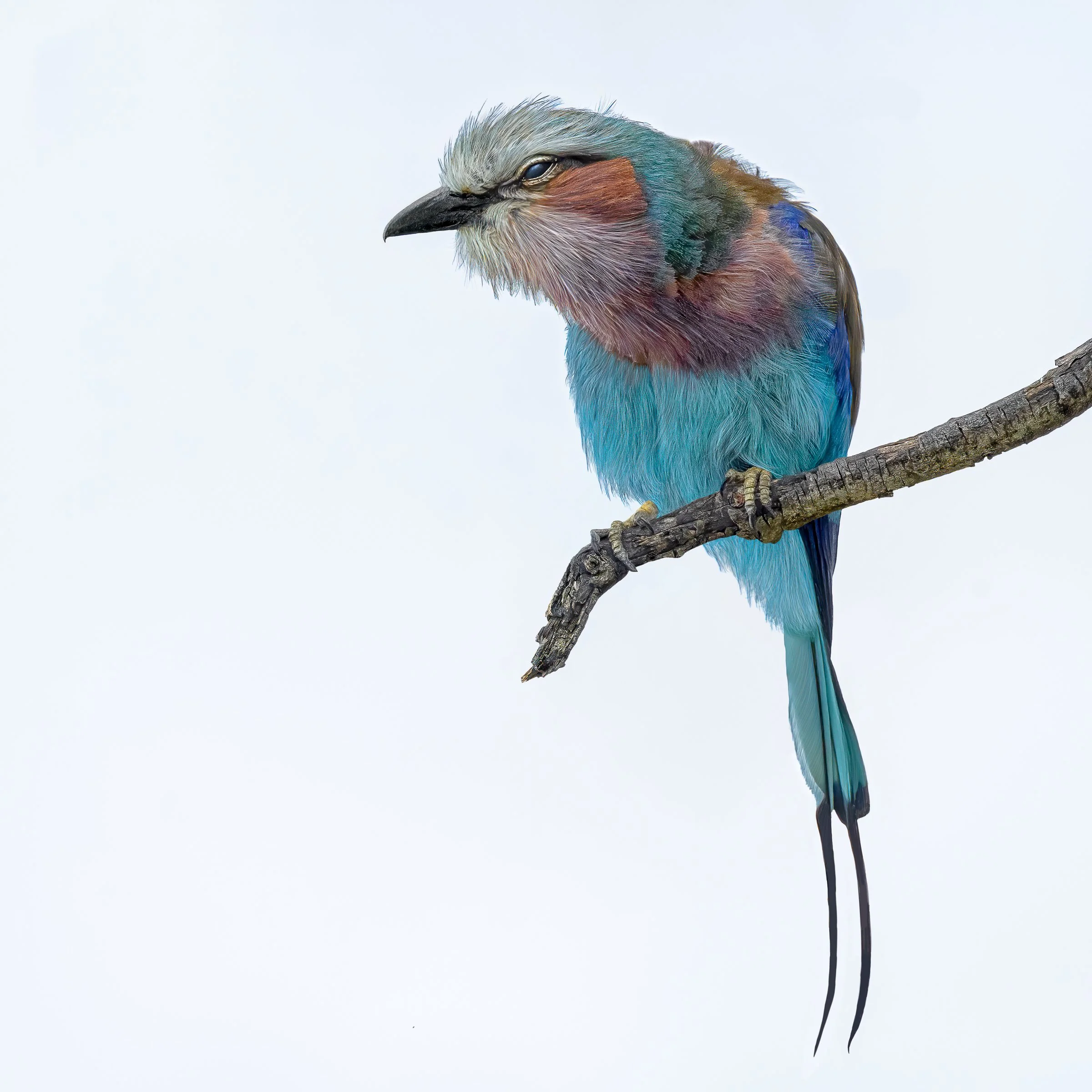 Lilac Breasted Roller by Maggie James.JPG