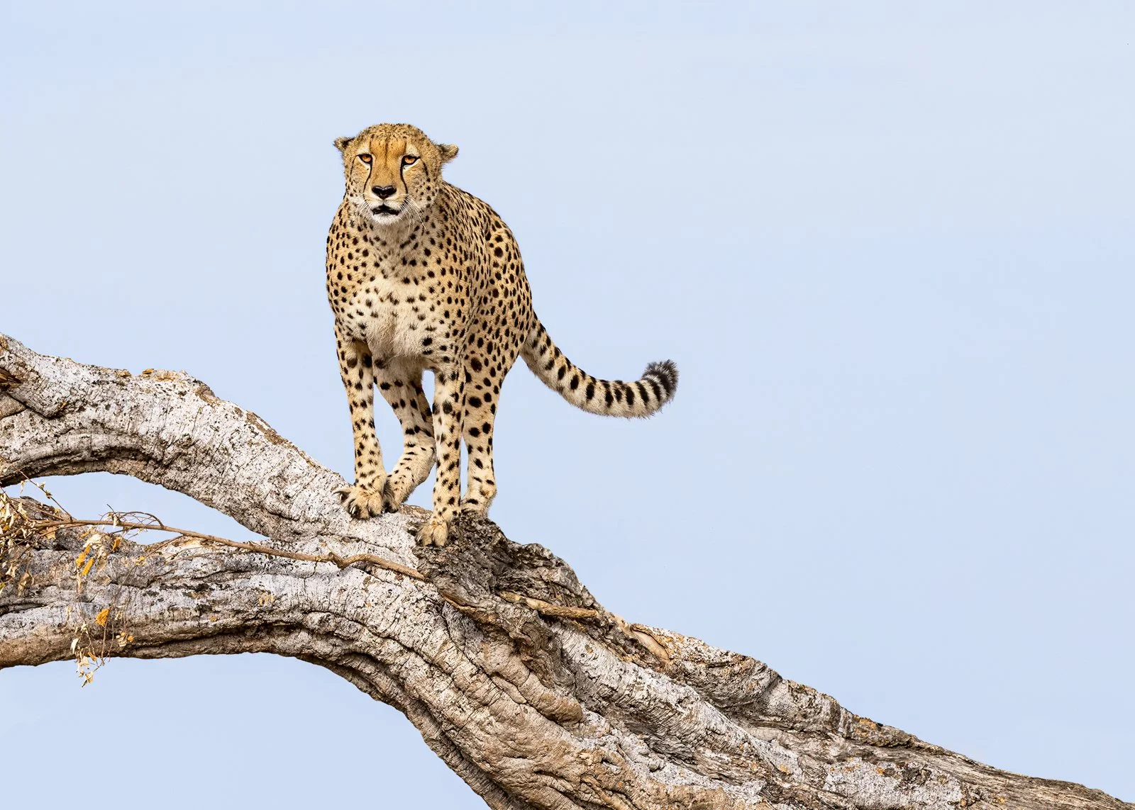 KEEPING A LOOK OUT by Maggie James.JPG