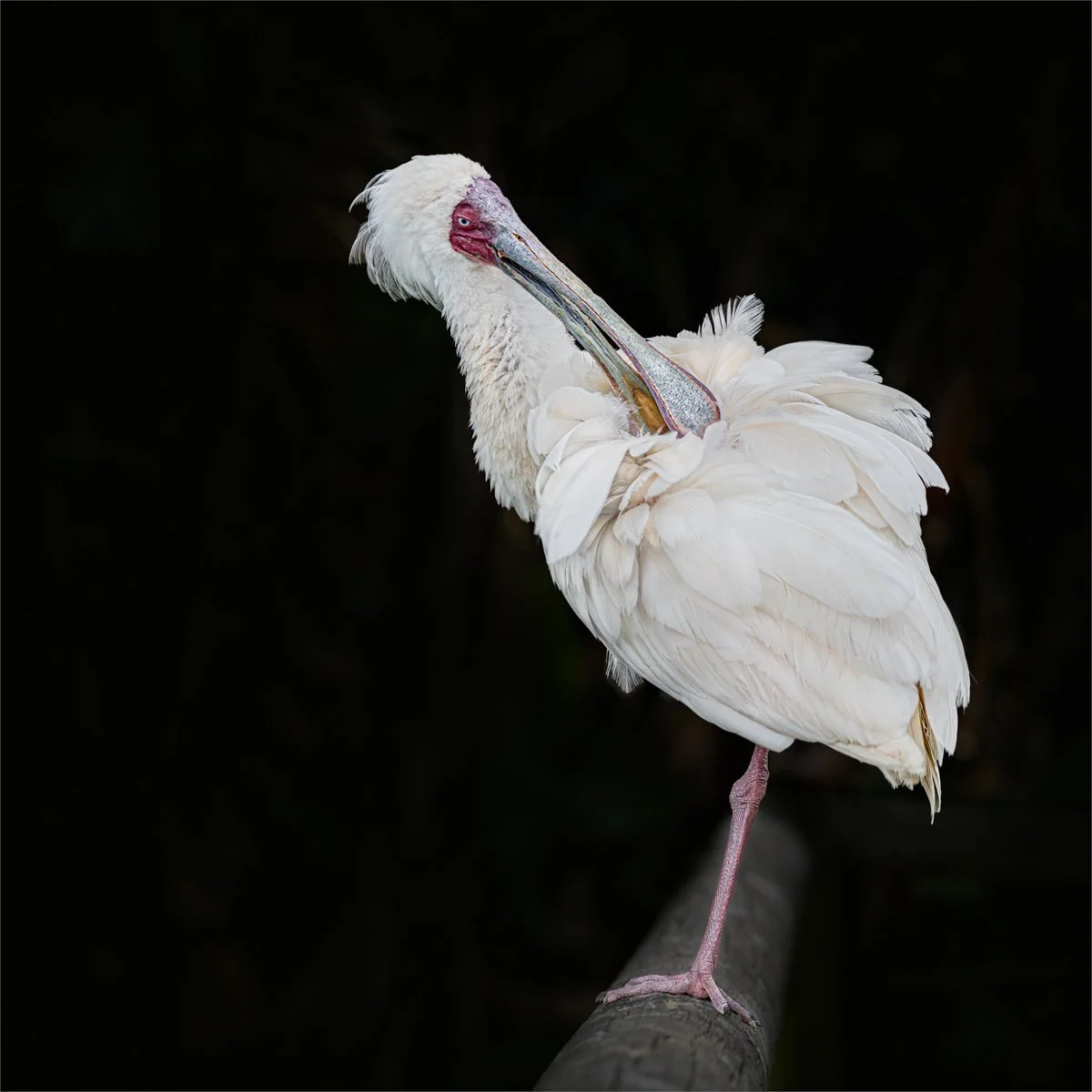ONE LEGGED PREENING by Maggie James.jpg