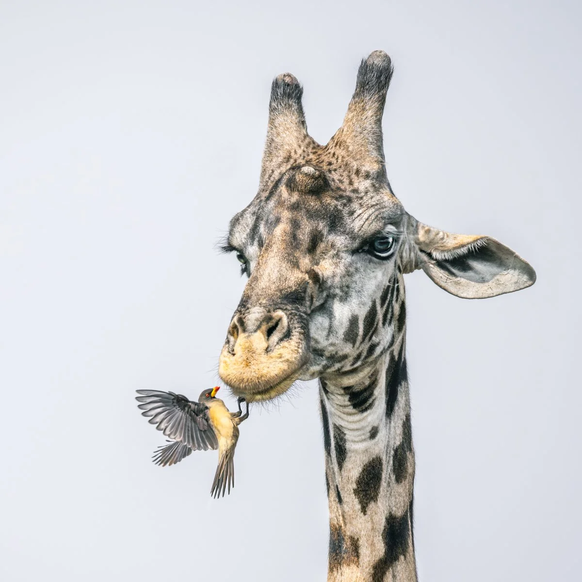 OXPECKER FEEDING ON TICKS by Maggie James.jpg