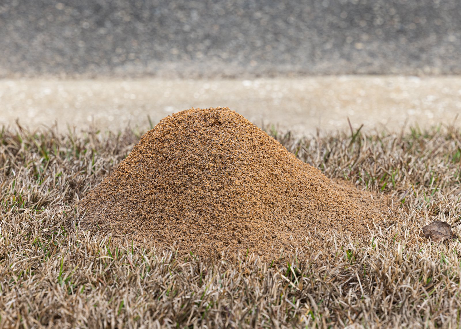 Homemade Fire Ant Killer Do 11 Popular Home Remedies Kill Ants