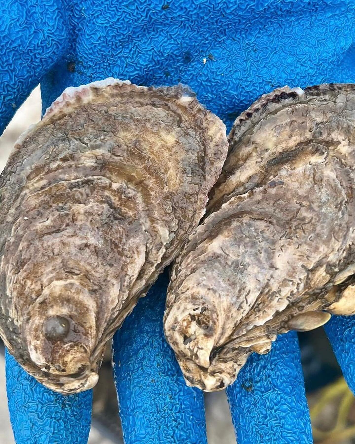 North Star Insurance 🌟 January Spotlight: Creighton McNeil and the Native Oyster Company 🌊 @native_oyster_co 
🚀 Founded in 2021
📍 Proudly based in Morehead City-Carteret County, North Carolina
🔍 Specializing in the finest Oysters in NC, Native O