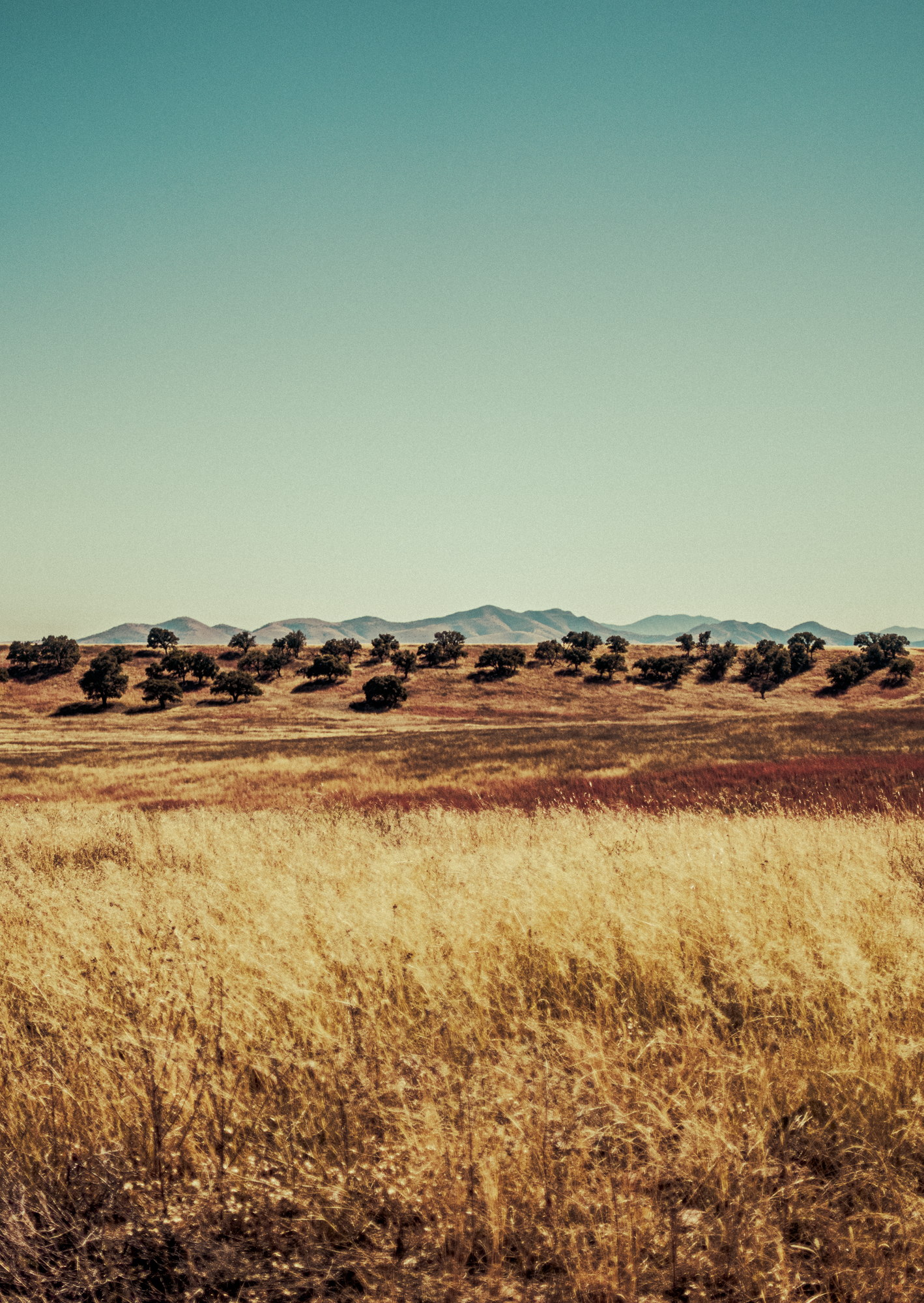 241113-VERONICAMELKONIAN-SanRafael-00487.png