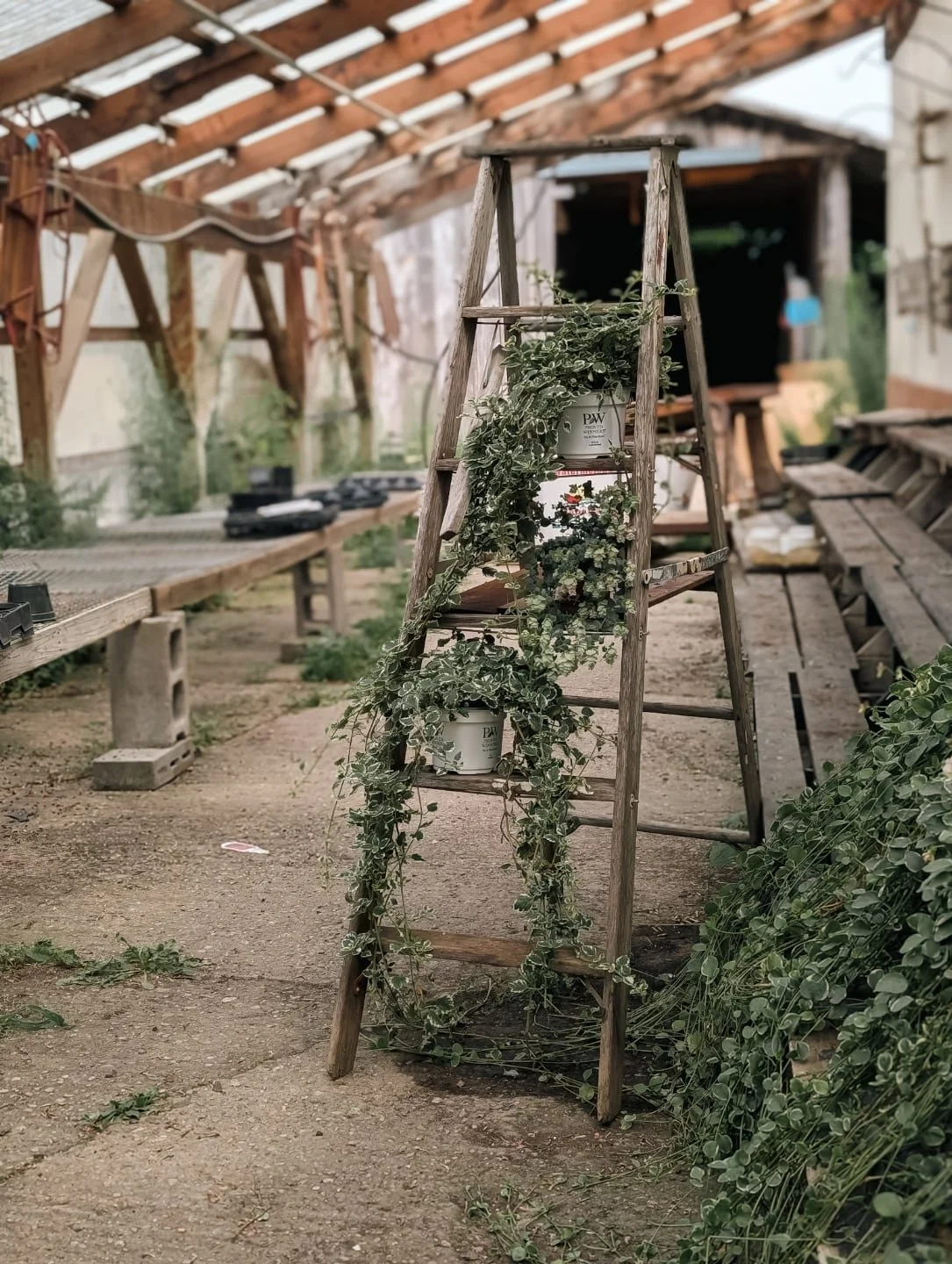 Next time you're in upstate NY, check out Bonesteel's. It's a beautiful place with thousands of plants. They even have a free coffee station and a couple cats.

#bonesteels #maloneny #upstateny #northcountry