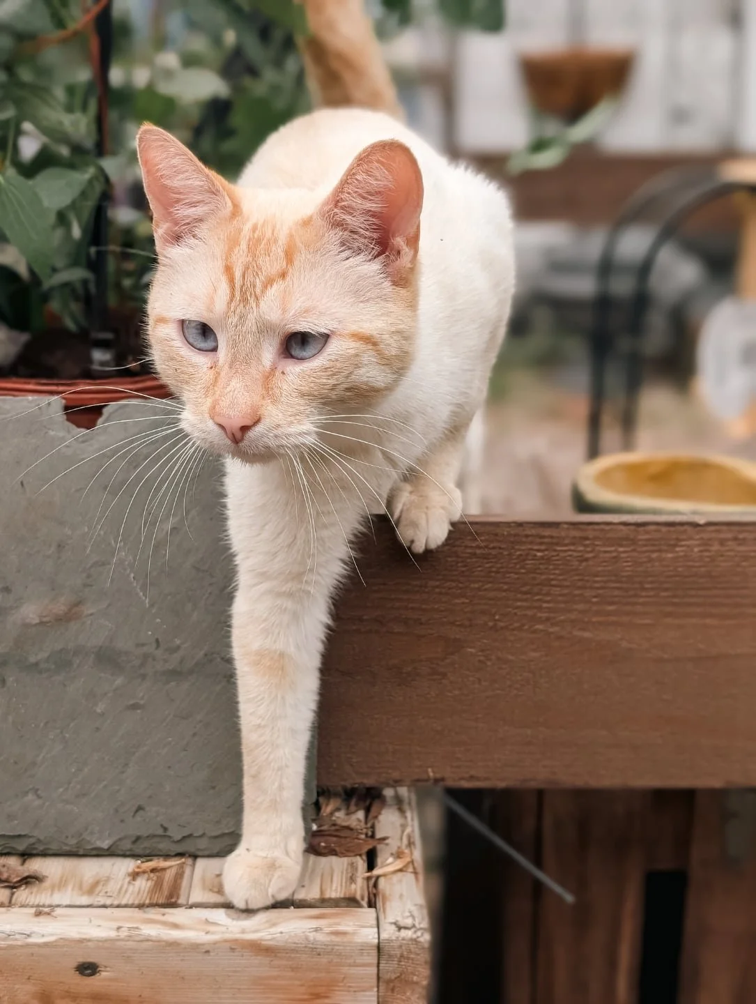 Met an orange cat at Bonesteel's last week