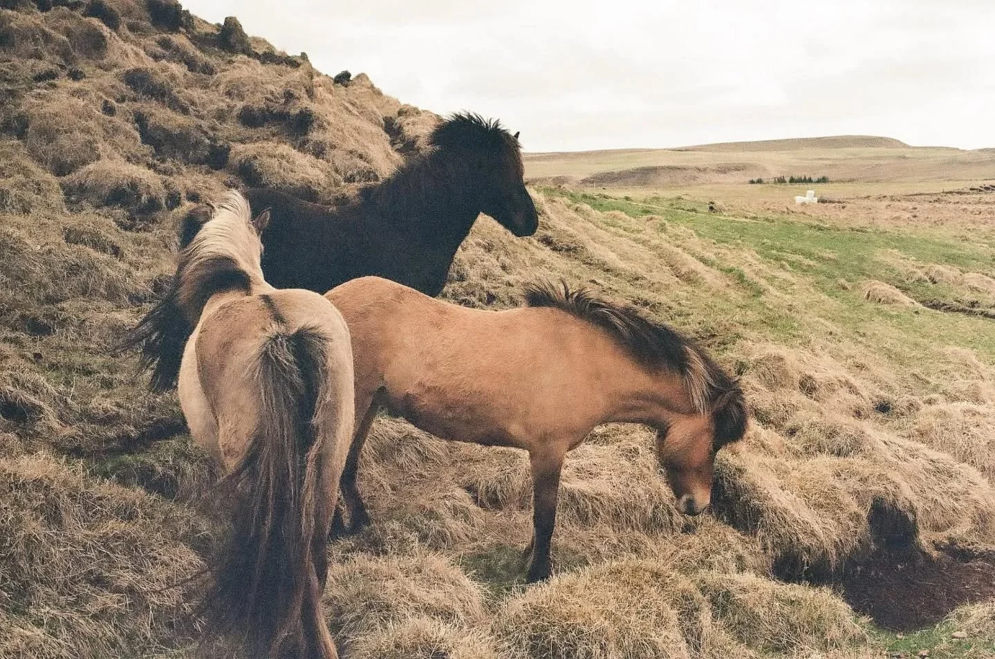 Trying to decide what to submit to the @bodegafilmlab show

#film #35mm #iceland