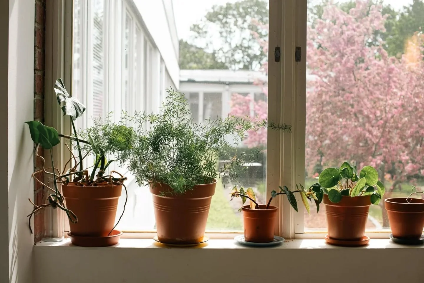 Plants from our apartment in Sweden